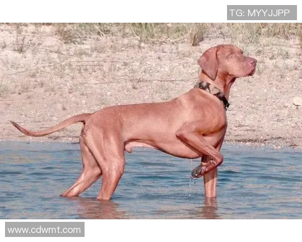 足球明星独特出场站姿全景展示与解析让你领略球场风采与个性魅力